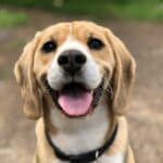 The 5 Best Robot Vacuums for Pet Hair A happy dog whose shedding keeps the vacuum busy