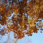 DeSoto County Cold Front Brings Gusty Winds, Chilly Weekend Golden autumn leaves against a clear blue sky as a DeSoto County cold front brings cooler fall weather