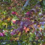 DeSoto County Cold Front Friday Brings Wind, Fire Danger Red, purple and yellow sweetgum leaves on a tree as the DeSoto County cold front brings fall weather