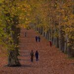 DeSoto County Extension Sets Fall Challenge, 4-H Awards People walking along a leaf-covered park path in fall, illustrating the DeSoto County Extension Magnolia Moves challenge
