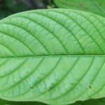 DeSoto County Kratom Ban Ordinance Moves Forward Close-up of a kratom (Mitragyna speciosa) leaf, the plant at the center of a proposed DeSoto County kratom ban