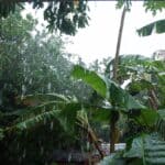 DeSoto County Weather: Isaias Winds Today, Flood Watch Lifted Wind-driven rain bending trees during a tropical storm, illustrating DeSoto County weather as Isaias remnants pass