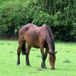 Olive Branch Horse Rescue: Firefighters Free Horse From Mud Brown horse standing in a grassy pasture, illustrating the Olive Branch horse rescue